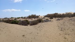 GC-Camello Safari (Maspalomas)-35.jpg